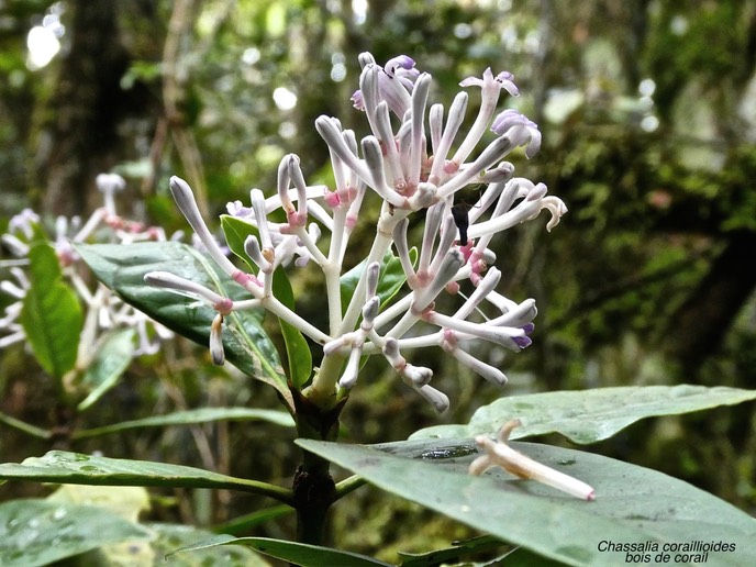 Chassalia coraillioides. bois de corail.rubiaceae.endémique Réunion.P1006994