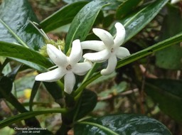 Chassalia gaertneroides.bois de corail .rubiaceae.endémique Réunion.P1006969