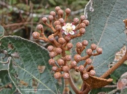 Dombeya ferruginea subsp borbonica.petit mahot noir.malvaceae.endémique Réuion.P1006832