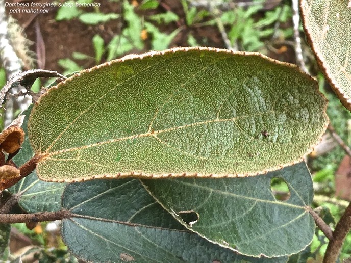 Dombeya ferruginea subsp borbonica .petit mahot noir. (feuilles face supérieure)malvaceae.endémique Réunion.P1006824