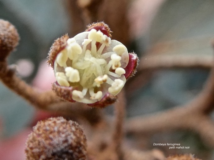 Dombeya ferruginea subsp borbonica .malvaceae.endémique Réunion.P1007294