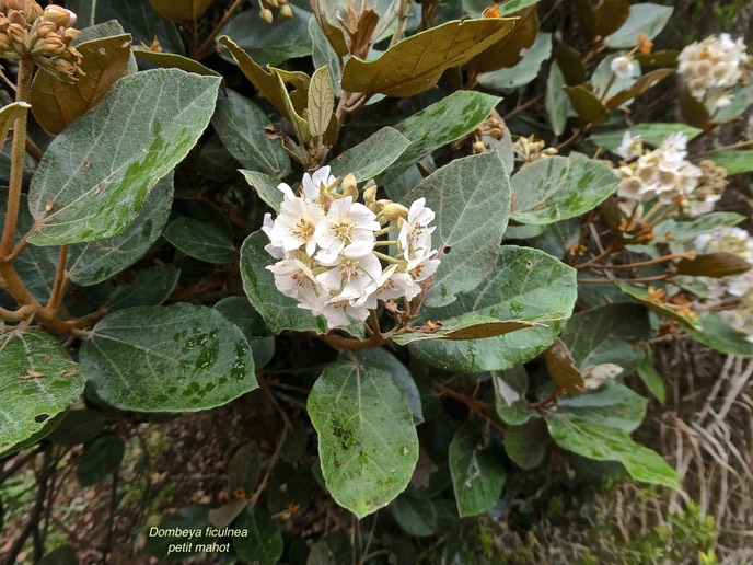 Dombeya ficulnea.petit mahot.malvaceae.endémique Réunion.P1006922
