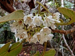 Dombeya reclinata .mahot rouge.(fleurs mâles )malvaceae.endémique Réunion.P1006781