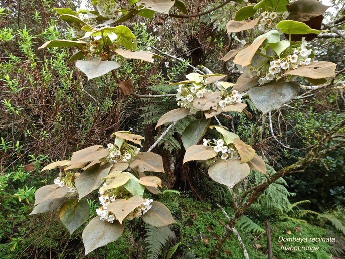Dombeya reclinata .malvaceae.endémique Réunion .P1006785
