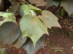 Dombeya reclinata.mahot rouge.malvaceae.endémique Réunion .P1006772