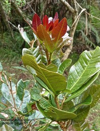 Doratoxylon apetalum.bois de gaulette.(jeune plant )sapindaceae.indigène Réunion.P1006931