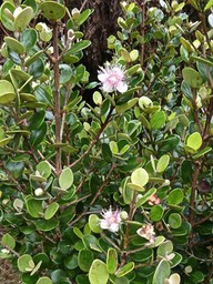 Eugenia buxifolia.bois de nèfles à petites feuilles.myrtaceae.endémique Réunion.P1006926