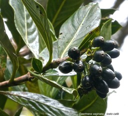 Gaertnera vaginata.losto café.rubiaceae.endémique Réunion.P1007051