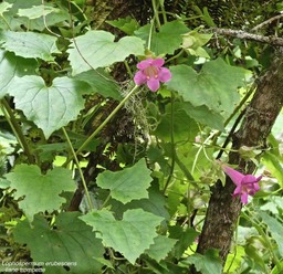 Lophospermum erubescens .liane trompette.liane maurandya .plantaginaceae.espèce envahissante.P1006800