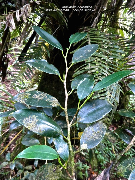 Maillardia borbonica.bois de maman.bois de sagaye.moraceae.endémique Réunion.P1007192