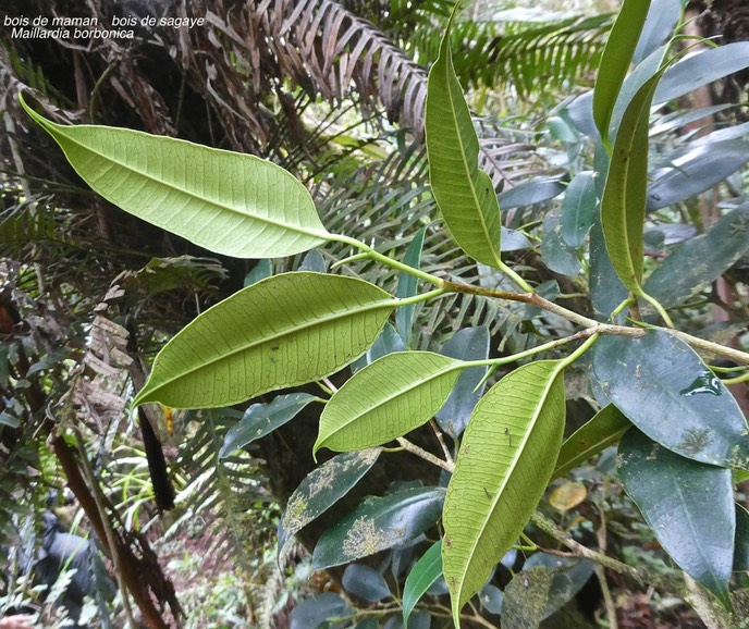 Maillardia borbonica.bois de maman.bois de sagaye.moraceae.endémique Réunion.P1007197
