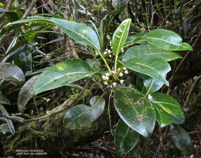 Melicope borbonica.petit bois de catafaille.rutaceae.endémique Réunion.P1006971