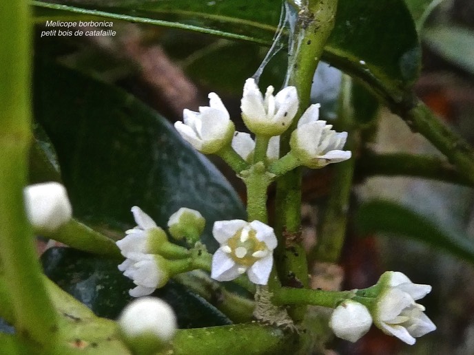 Melicope borbonica.petit bois de catafaille.rutaceae.endémique Réunion.P1006977