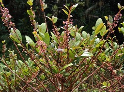 Phyllanthus phillyreifolius .bois de négresse.phyllanthaceae.endémique Réunion Maurice .P2160131