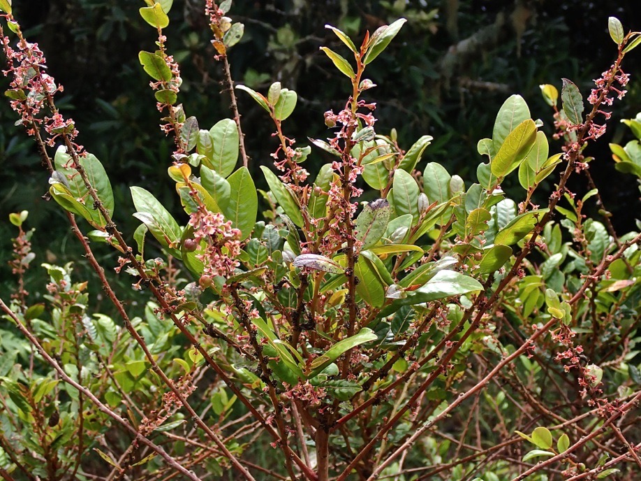 Phyllanthus phillyreifolius .bois de négresse.phyllanthaceae.endémique Réunion Maurice .P2160131