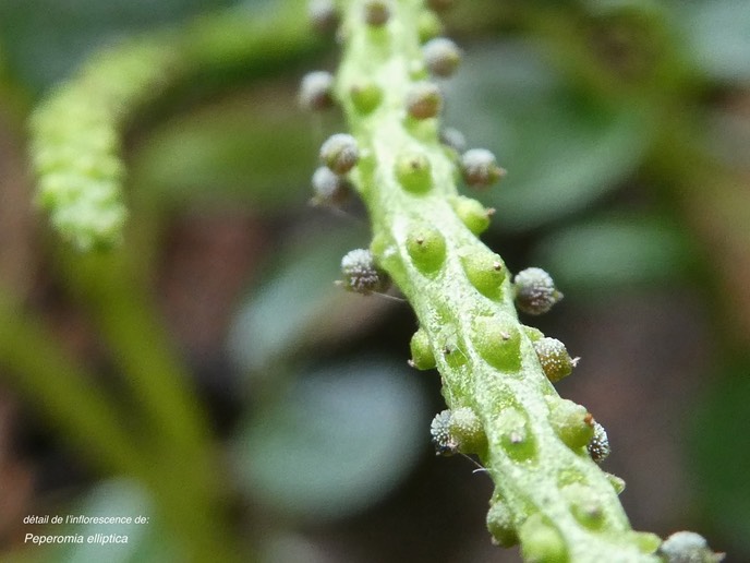 Peperomia elliptica.(détail de l'inflorescence)piperaceae.endémique Réunion Maurice.P1007247