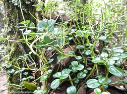 Peperomia elliptica.piperaceae.endémique Réunion Maurice.P1007245