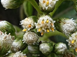 Psiadia sp .asteraceae. P1006859