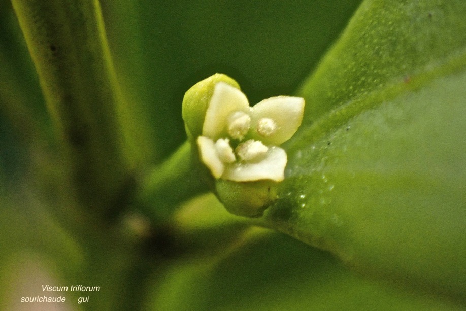 Viscum triflorum. gui. sourichaude .santalaceae.P2140043
