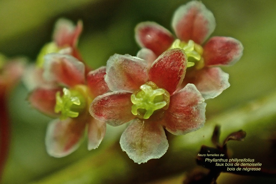 Phyllanthus phillyreifolius.bois de négresse .faux bois de demoiselle.(fleurs femelles ).phyllanthaceae.endémique Réunion Maurice.P2160126
