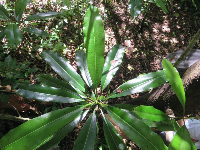 1- Ochrosia borbonica - Bois jaune - Apocynaceae - endémique Réunion