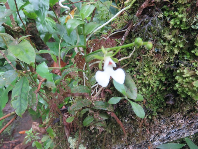 13 - Oenia rosea  - - Orchidaceae - Indigène Réunion