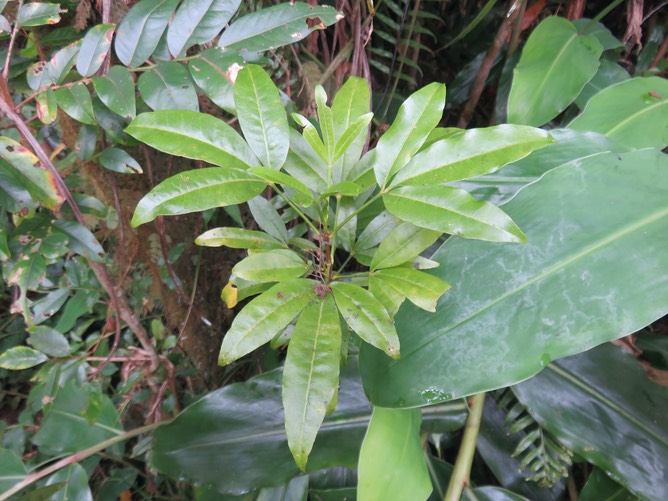 14 - Melicope obtusifolia  - Catafaille patte poule ou Grand Catafaille - Rutacée - Endémique Réunion Maurice