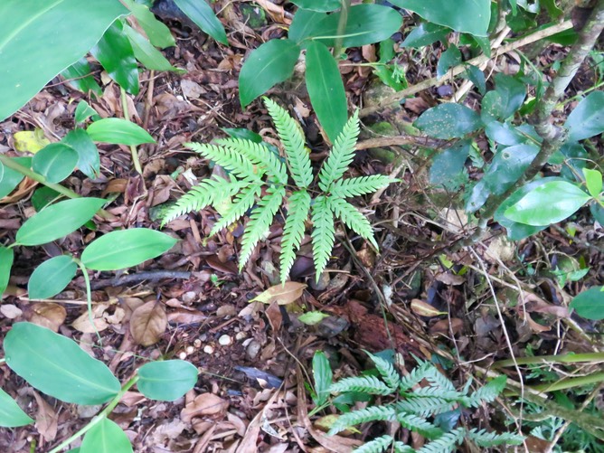19 - ??? Pteris scabra Bory ex Willd -  - Pteridaceae - Indigène La Réunion