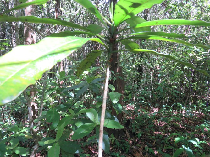 2 - "Bouchons" sur tronc de Ochrosia borbonica - Bois jaune - Apocynaceae - endémique Réunion