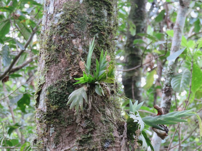 20 - Oberonia disticha - EPIDENDROIDEAE - Indigène Réunion
