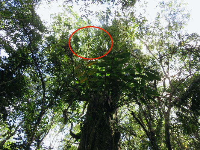 3 - Feuilles de Sideroxylon imbricarioides ou Sideroxylon majus - Bois de fer - Sapotaceae -Endémique de la Réunion