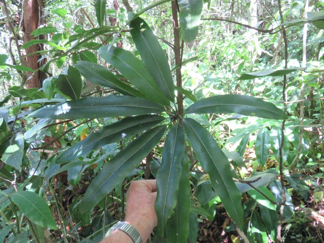 4 - Jeune Sideroxylon imbricarioides ou Sideroxylon majus - Bois de fer - Sapotaceae -Endémique de la Réunion