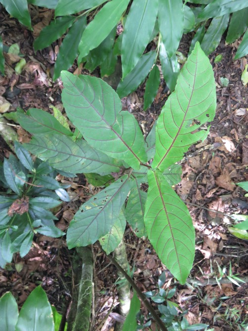 5 - Acalypha integrifolia Willd. - Bois de violon. Bois de Charles - Euphorbiaceae - Madagascar, Réunion, Île Maurice  IMG_1549.JPG