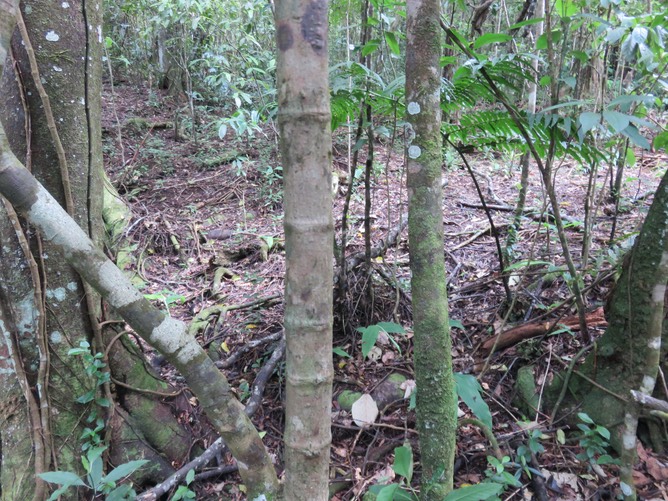 6 -  "Bouchons" sur tronc de Ochrosia borbonica - Bois jaune - Apocynaceae - endémique Réunion
