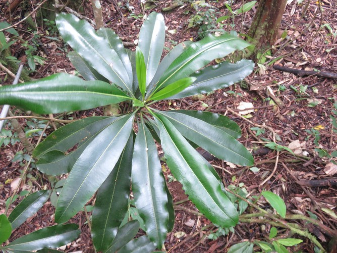 7 -   Ochrosia borbonica - Bois jaune - Apocynaceae - endémique Réunion