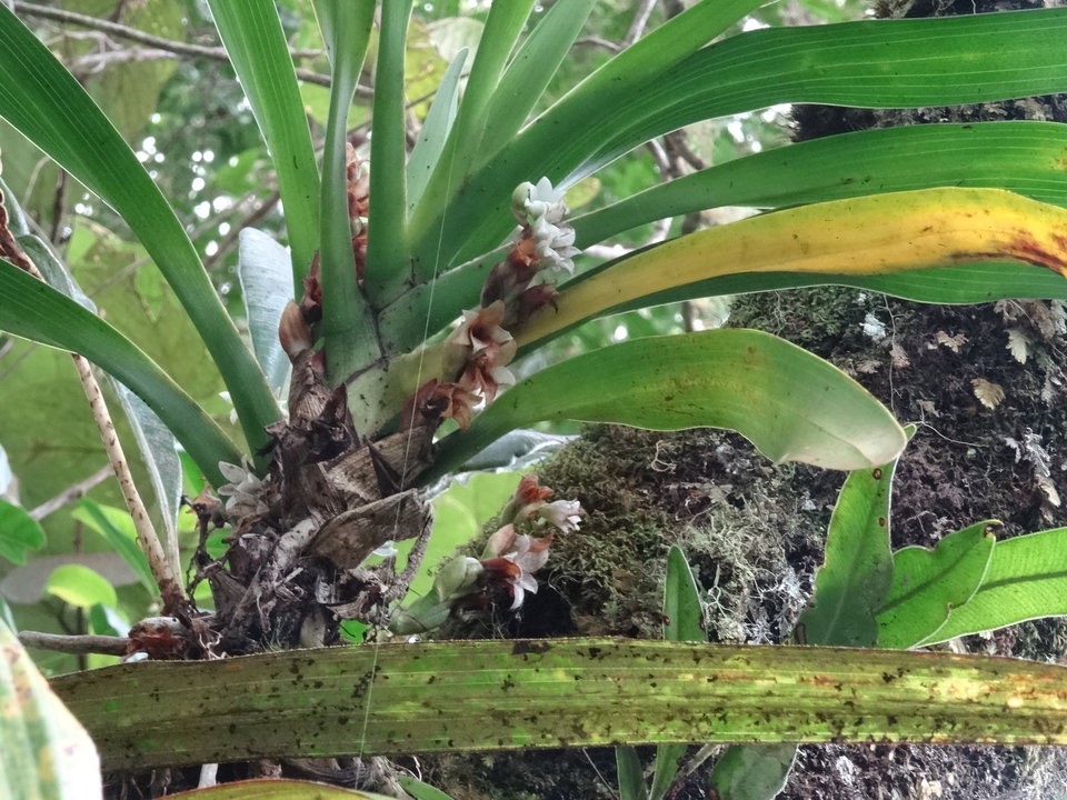 Angraecum bracteosum - EPIDENDROIDEAE - Endémique Réunion - 