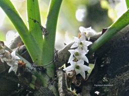Angraecum bracteosum.orchidaceae.endémique Réunion.P1008096