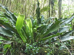 Anthrophyum boryanum .fougère langue de boeuf. pteridaceae.indigène Réunion.et Peperomia elliptica au premier plan.P1007835