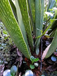 Anthrophyum boryanum .fougère langue de boeuf.(détail des frondes).pteridaceae.indigène Réunion.P1007843