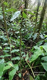 Badula borbonica.bois de savon.primulaceae.endémique Réunion.P1007985