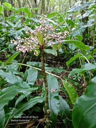 Badula borbonica.bois de savon.primulaceae;endémique Réunion.P1007939