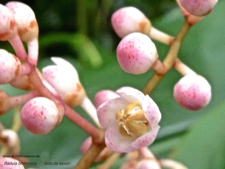 Badula borbonica.bois de savon.(détail de l'inflorescence.)primulaceae.endémique Réunion.P1007946