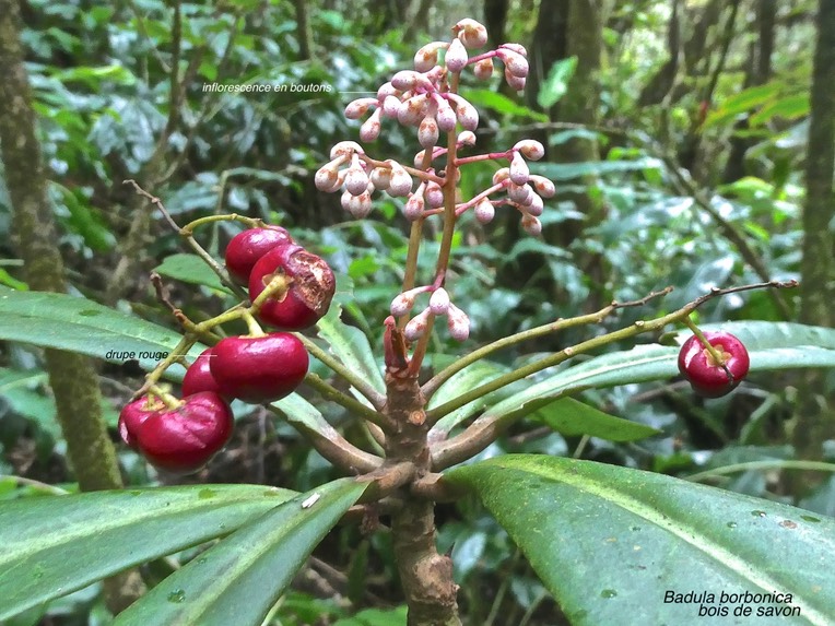 Badula borbonica.bois de savon.primulaceae.(fruits/drupes rouges et boutons floraux.)endémique Réunion.P1007983