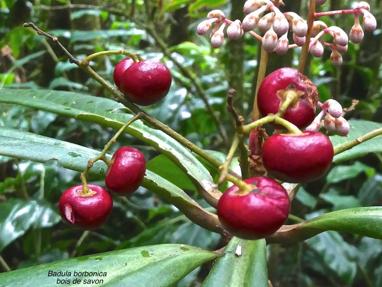 Badula borbonica.bois de savon.(avec fruits).primulaceae.endémique Réunion.P1007980