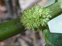 Elatostema fagifolium.(inflorescence )urticaceae.indigène Réunion.P1007887