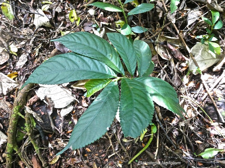 Elatostema fagifolium.urticaceae.indigène Réunion.P1007882