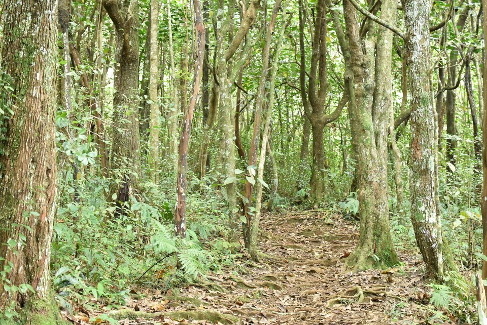 Forêt de Bois de perroquet et change-écorce -MB2_1238