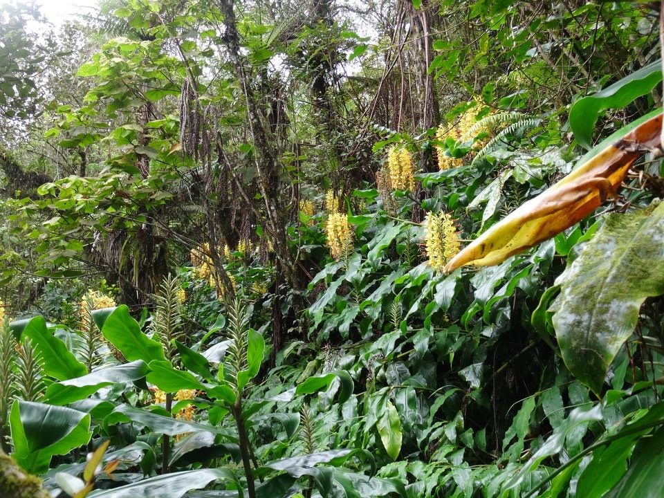 Hedychium gardnerianum - Longoses à fleurs jaunes - ZINGIBERACEAE - EE