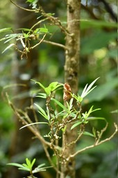 Hibiscus boryanus - Foulsapate - MALVACEAE - Endémique Réunion, Maurice - MB2MB2_1181