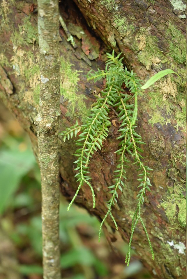 Huperzia ophioglossoides - Fougère épaulette- LYCOPODIACEAE - Indigène Réunion, Maurice